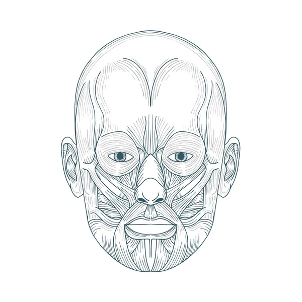 Anatomia Della Testa Umana Anatomia Del Viso Umano Disegnata Mano — Vettoriale Stock