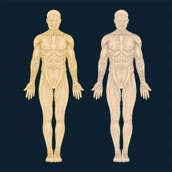 Человеческая Анатомия Анатомия Человеческого Тела Нарисованная Вручную Рисунок Мужской Мышечной — стоковый вектор