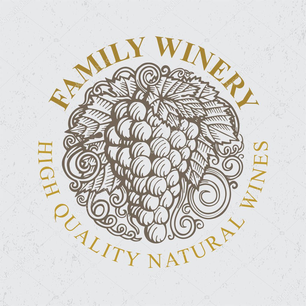 Grape. Hand drawn grape and vine engraving style illustrations set. Bunch of grapes vector design element. Grape and vine logo and background. Wine theme grape and vine vintage style ornament. Part of set.