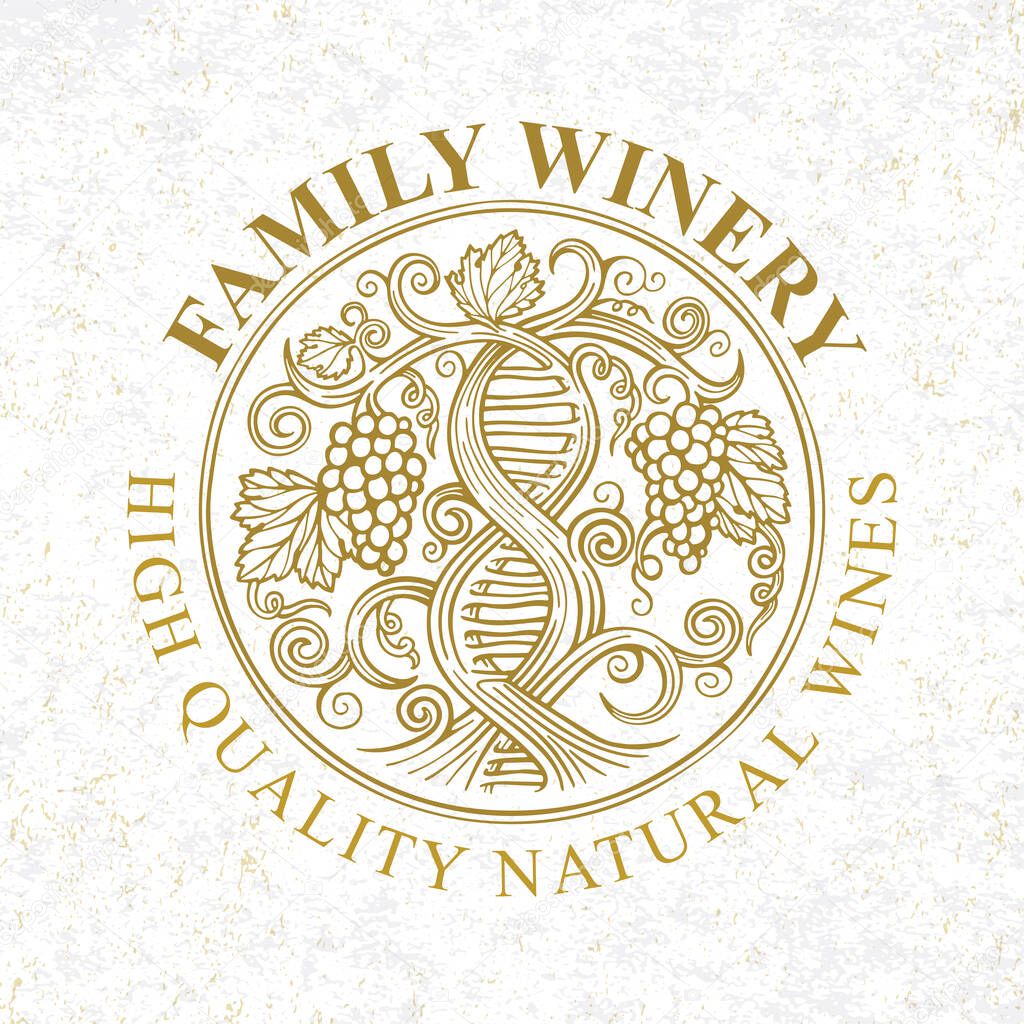 Grape and vine. Wine making tradition concept. DNA and infinity symbols drawn with grape vine. Hand drawn vine and grape bunch engraving style illustration. Part of set.