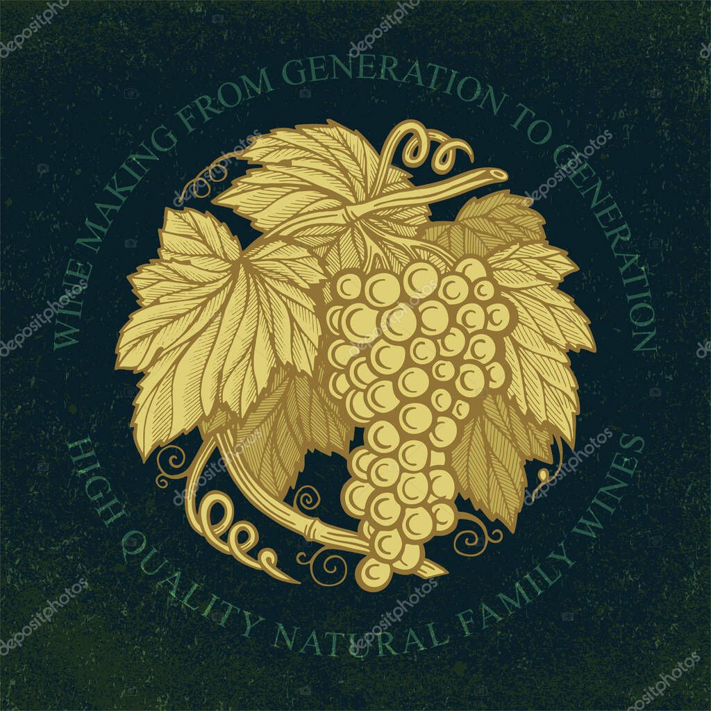 Grape bunch. Hand drawn grape bunch engraving style illustration. Grape and vine logo and background. Wine theme grape and vine vintage style ornament. Part of set.