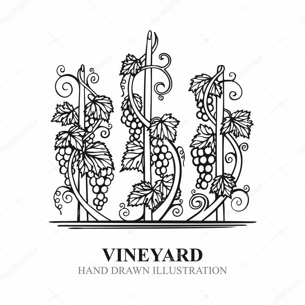 Grapes in vineyard. Hand drawn vine and grape bunch engraving style illustration. Vineyard stylized logo and design element. Wine theme grape and vine vintage style ornament. Part of set.