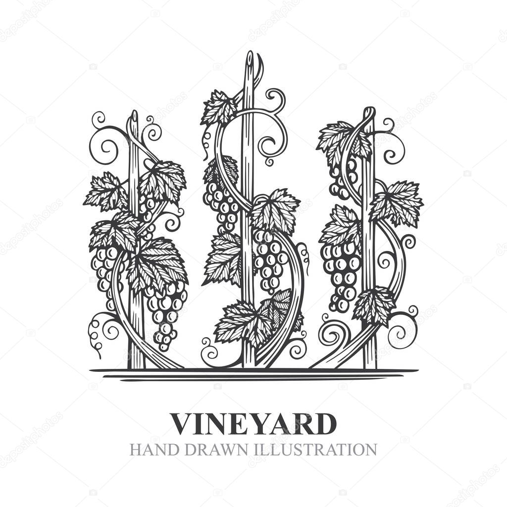Grapes in vineyard. Hand drawn vine and grape bunch engraving style illustration. Vineyard stylized logo and design element. Wine theme grape and vine vintage style ornament. Part of set.