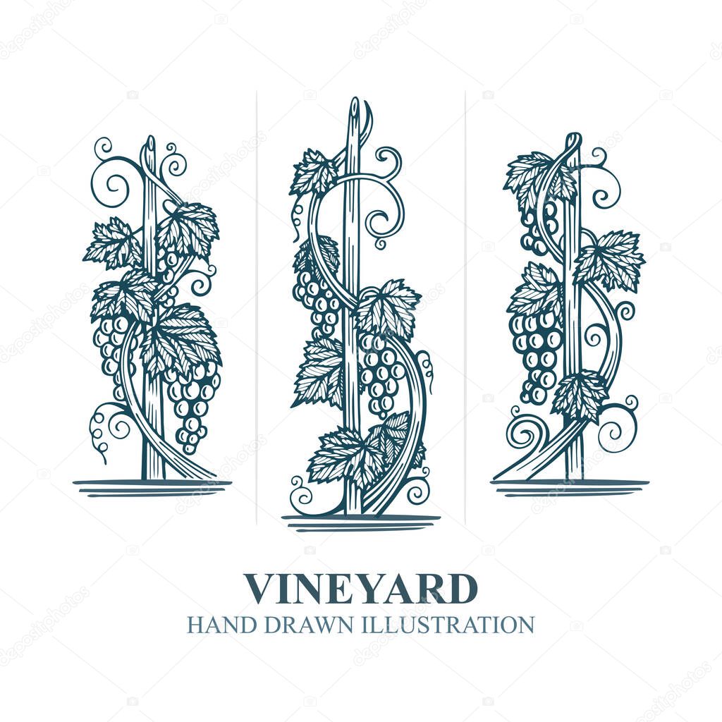 Grapes in vineyard. Hand drawn vine and grape bunch engraving style illustration. Vineyard stylized logo and design element. Wine theme grape and vine vintage style ornament. Part of set.
