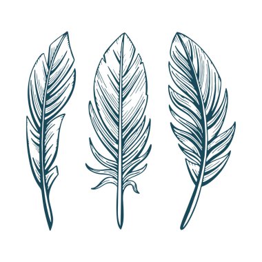 Tüyler. El çizimi tüyler vektör çizimleri ayarlandı. Tüyler çizim yapar. Tüyler klasik biçim grafiği.