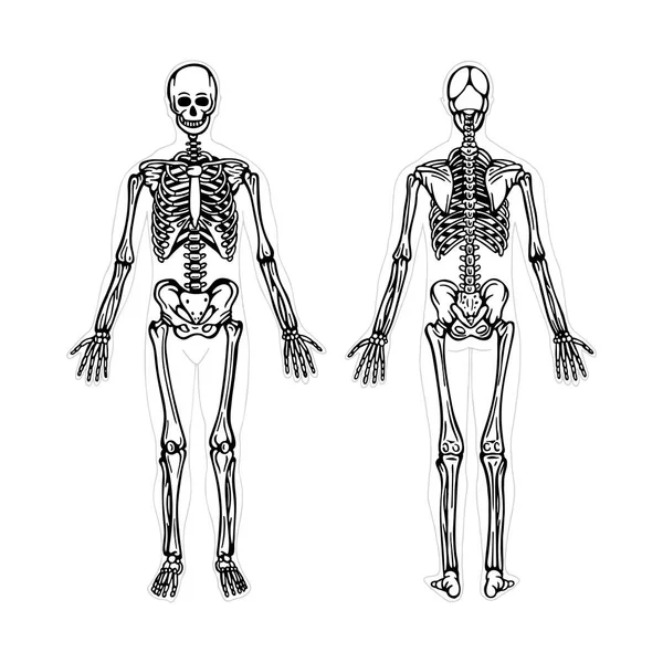 Скелет Людський Скелет Реалістична Векторна Ілюстрація Людський Скелет Спереду Ззаду — стоковий вектор