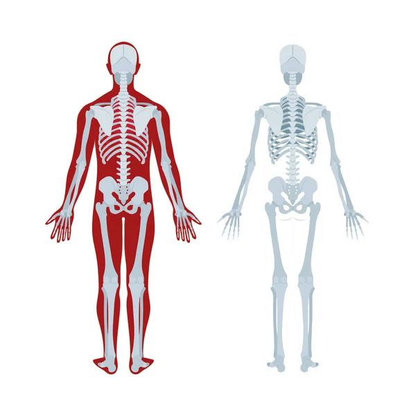 人体骨骼真实感矢量图解 人类的骨架后视 骨科系统 成套服务的一部分 — 图库矢量图片