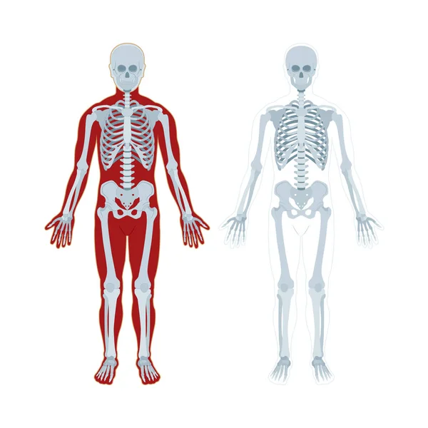 Skelett Menschliches Skelett Realistische Vektorillustration Das Menschliche Skelett Von Vorne — Stockvektor
