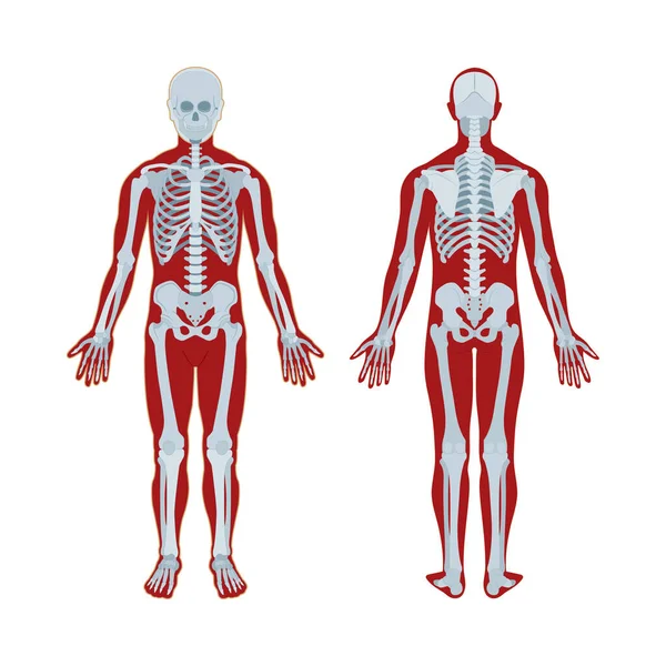 スケルトンだ 人間の骨格のリアルなベクターイラスト 人間の骨格の前と後ろの景色 ボニー システム 集合の一部 — ストックベクタ