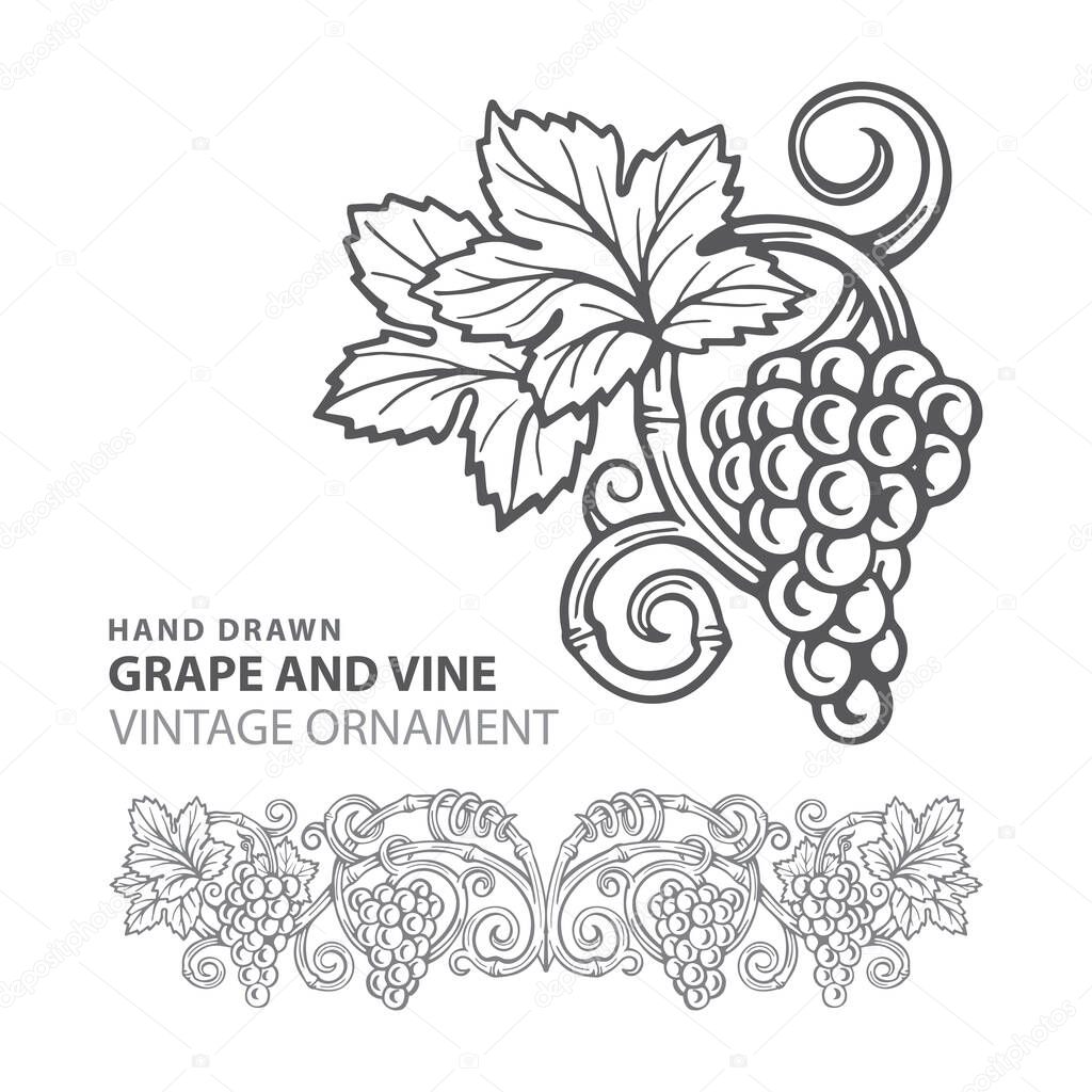 Grape. Hand drawn grape and vine engraving style illustrations set. Bunch of grapes vector design element. Grape and vine logo and background. Wine theme grape and vine vintage style ornament. Part of set.