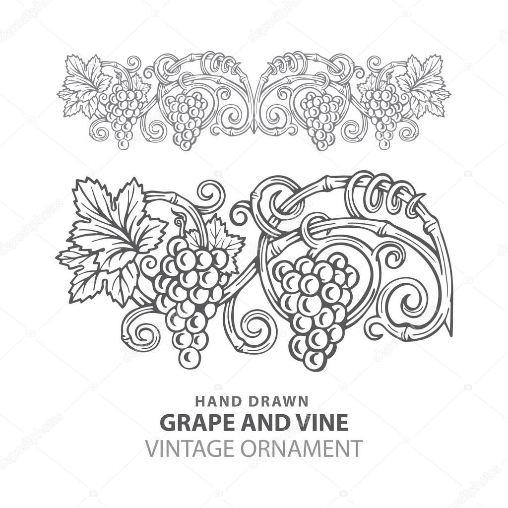 Grape. Hand drawn grape and vine engraving style illustrations set. Bunch of grapes vector design element. Grape and vine logo and background. Wine theme grape and vine vintage style ornament. Part of set.