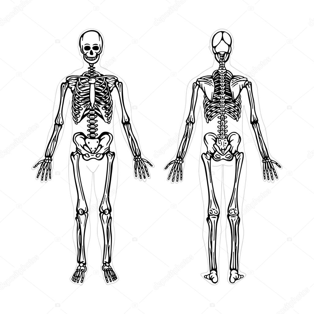Skeleton. Human skeleton realistic vector illustration. Human skeleton front and back view. Bony system. Part of set.