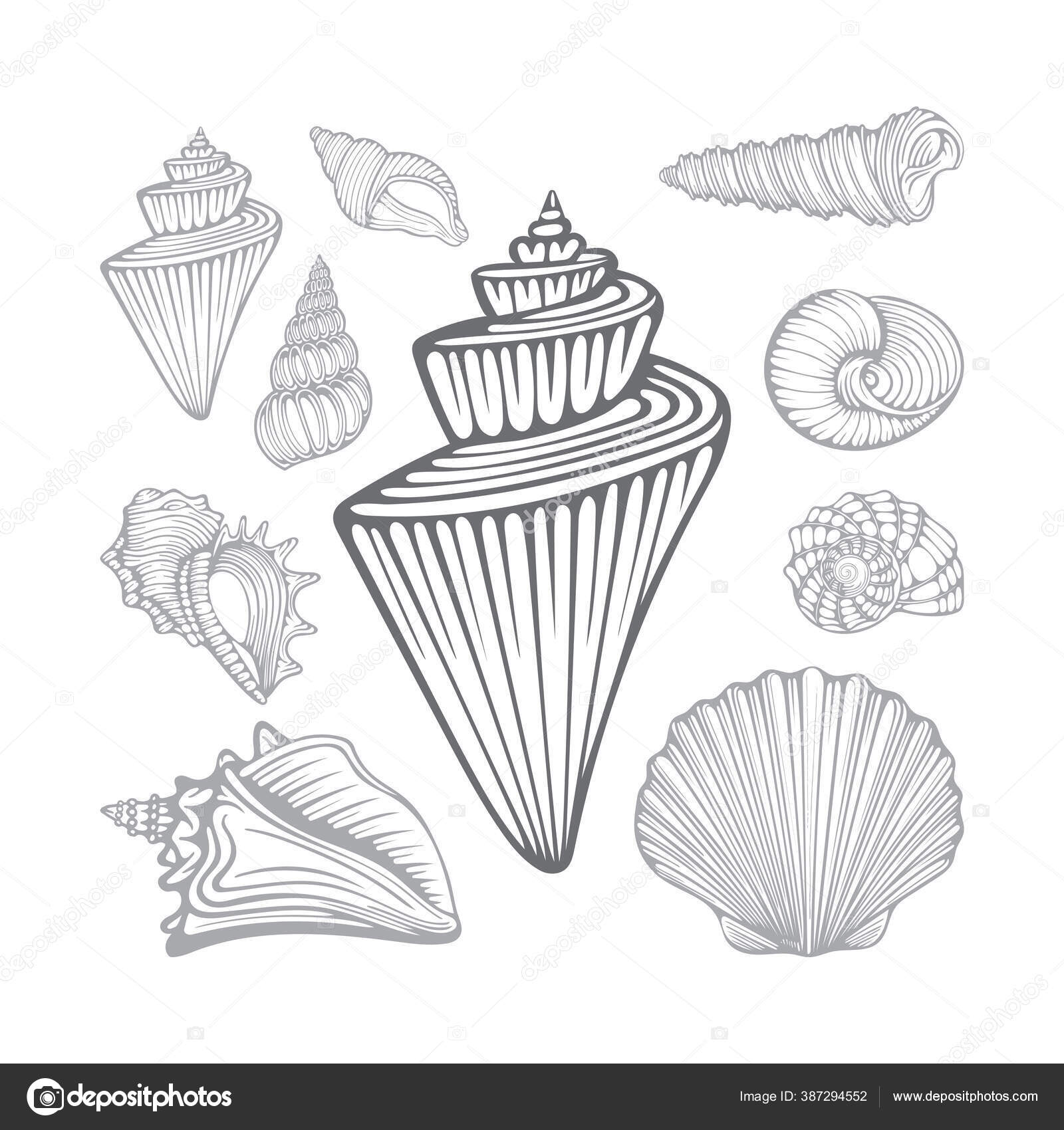 조개들 이손으로 세트의 스톡 벡터 - ©jakel 387294552, image size:1600x1700