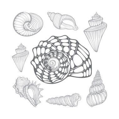 Deniz kabukları. Farklı deniz kabukları elde çizilmiş vektör çizimleri. Kümenin bir parçası.