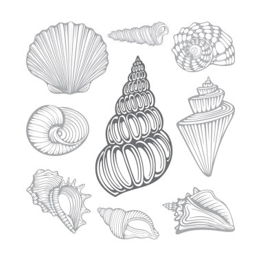 Deniz kabukları. Farklı deniz kabukları elde çizilmiş vektör çizimleri. Kümenin bir parçası.