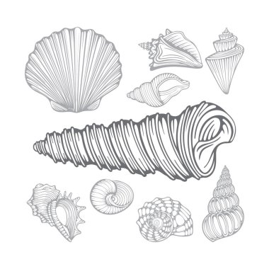 Deniz kabukları. Farklı deniz kabukları elde çizilmiş vektör çizimleri. Kümenin bir parçası.