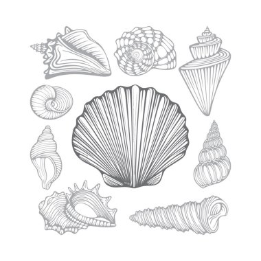 Deniz kabukları. Farklı deniz kabukları elde çizilmiş vektör çizimleri. Kümenin bir parçası.