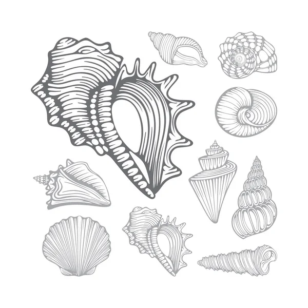 Капелюхи Різні Морські Мушлі Намальовані Вручну Набір Векторних Ілюстрацій Частина — стоковий вектор
