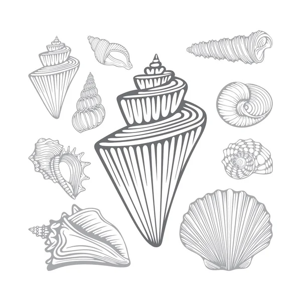 Seashells Diferentes Conchas Marinhas Desenhadas Mão Conjunto Ilustrações Vetoriais Parte —  Vetores de Stock