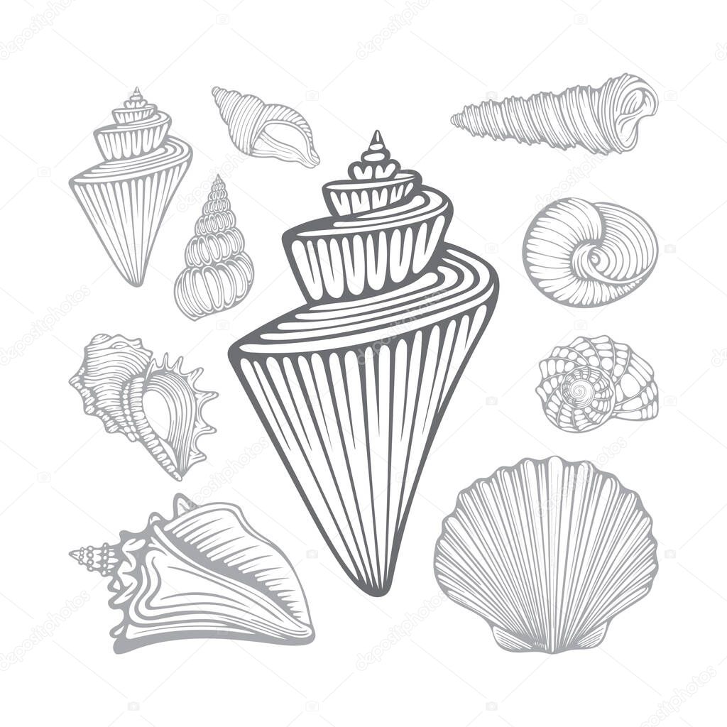 Seashells. Different sea shells hand drawn vector illustrations set. Part of set.