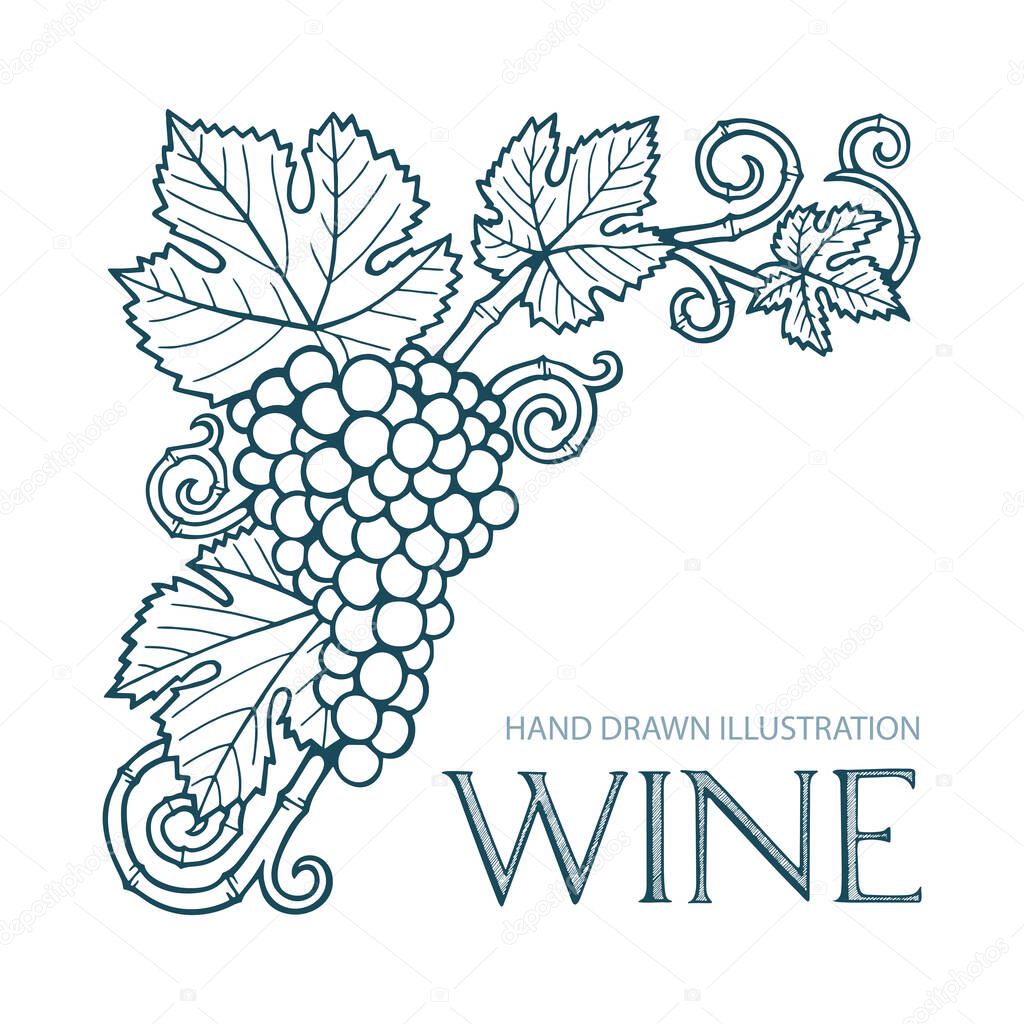 Grape and vine. Hand drawn grape and vine engraving style illustration. Bunch of grapes vector design element. Grape and vine background. Wine theme grape and vine vintage style ornament.
