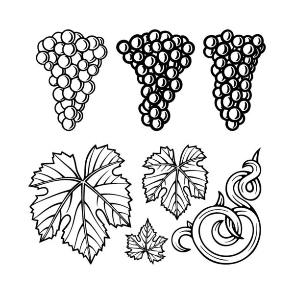 Grape and vine ornament constructor.  Hand drawn grape bunch engraving style illustration. Bunch of grapes, vine and leaf sketch drawing. Part of set.