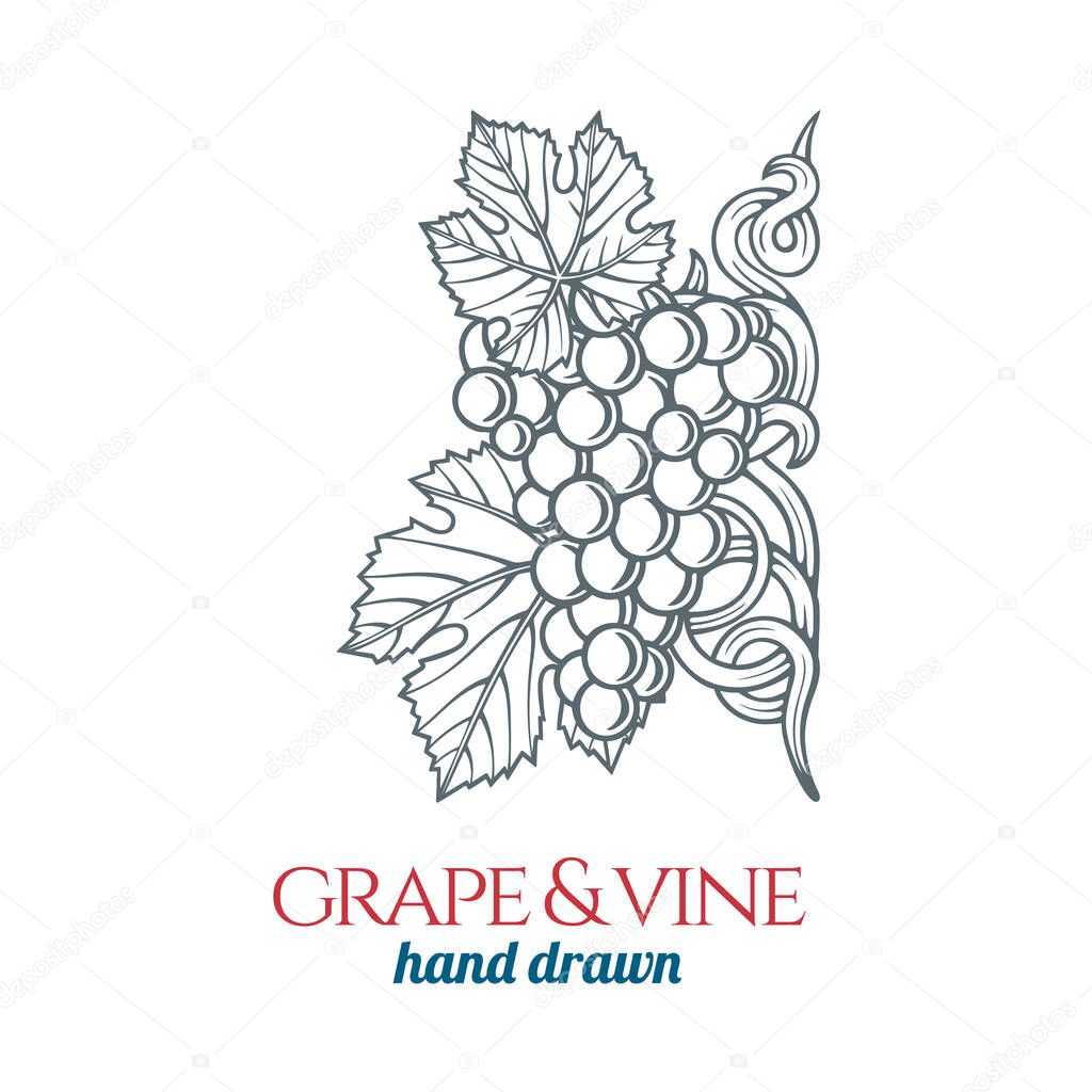 Grape and vine ornament.  Hand drawn grape bunch engraving style illustration. Bunch of grapes sketch drawing. Part of set.