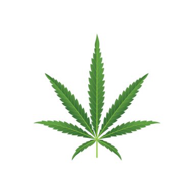 Esrar. Beyaz arka planda kenevir yaprağı gerçekçi vektör çizimi izole edilmiş. Marihuana yaprağı çizimi. Kümenin bir parçası.