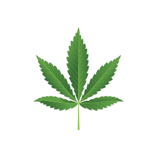 Cannabis Hemp Leaf Realistic Vector Illustration Isolated White Background Marijuana — Stock Vector