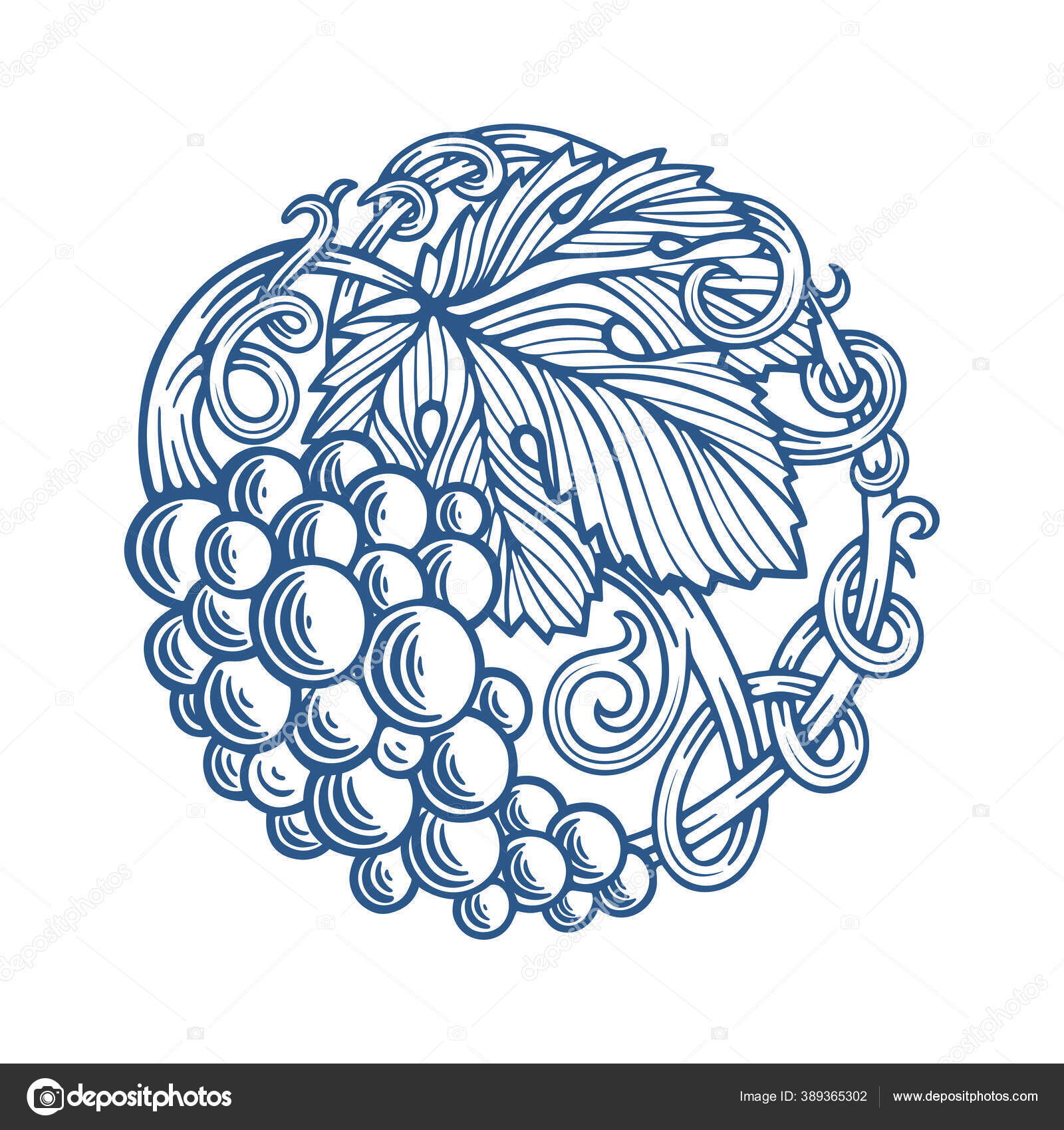 Wine Common Grape Vine Drawing  Winery  Vector Line Painted Grapes And  Transparent PNG