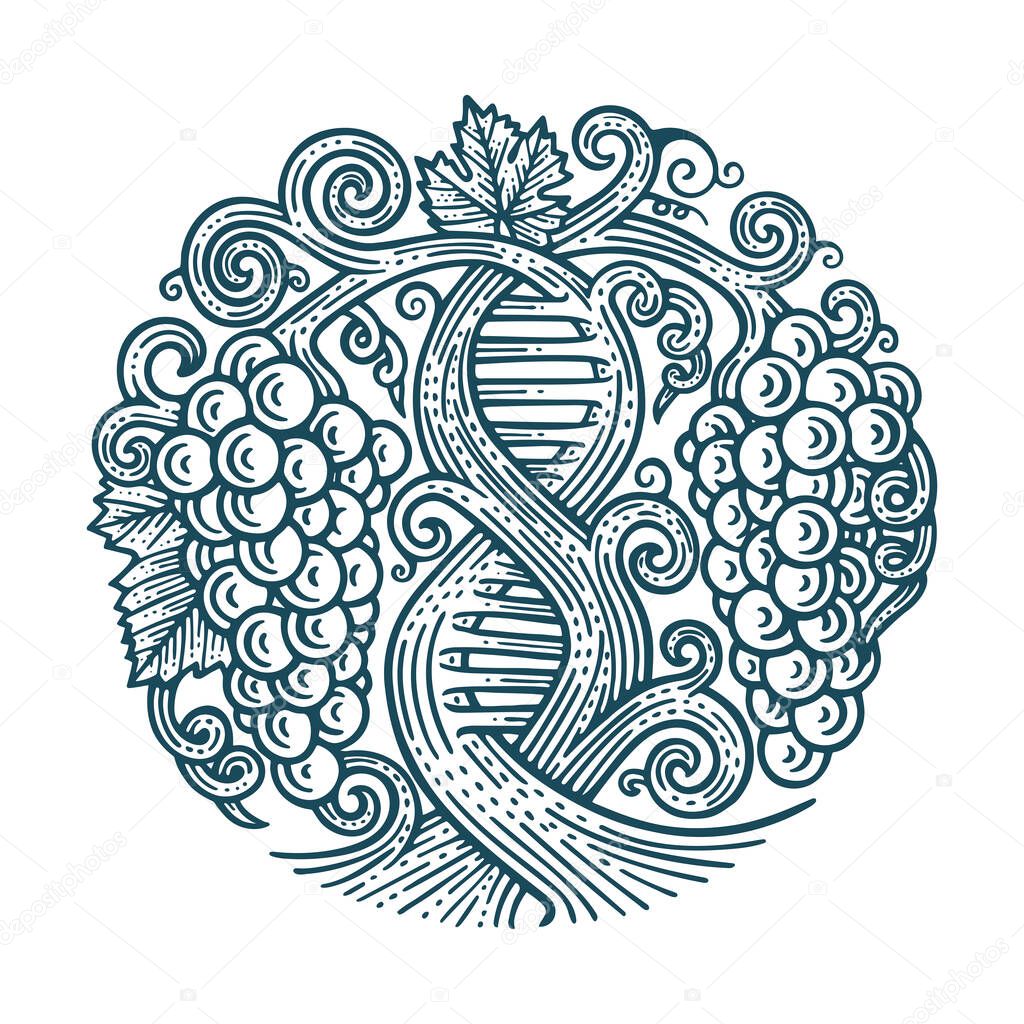 Grape and vine. Wine making tradition concept. DNA and infinity symbols drawn with grape vine. Hand drawn vine and grape bunch engraving style illustration. Part of set.
