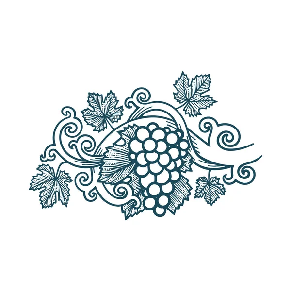 Cépages Vignes Feuilles Grape Vigne Vintage Style Illustration Vectorielle Dessinée — Image vectorielle
