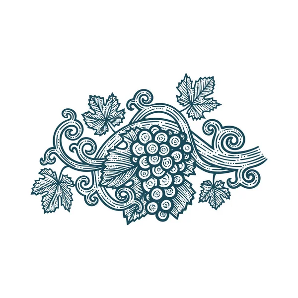 Cépages Vignes Feuilles Grape Vigne Vintage Style Illustration Vectorielle Dessinée — Image vectorielle