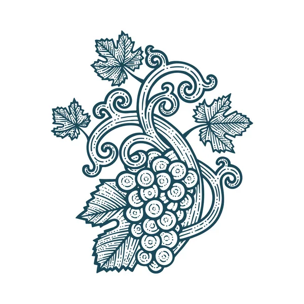Cépages Vignes Feuilles Grape Vigne Vintage Style Illustration Vectorielle Dessinée — Image vectorielle