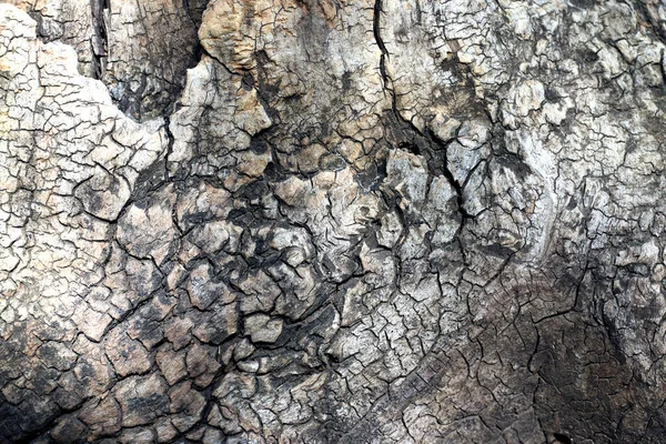 Vieja Corteza Árbol Textura Fondo Corteza Árbol Envejecido —  Fotos de Stock