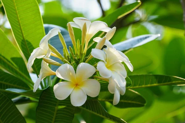 Weiße Frangipani Oder Plumeria Rubra — Stockfoto