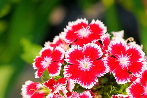 Rosa Arcobaleno Dianthus Chinensis — Foto Stock