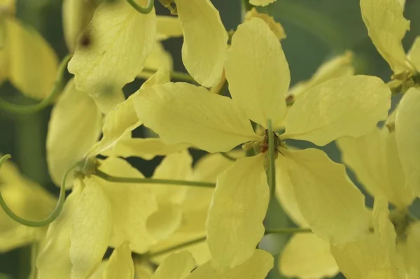 Gyllene Regn Träd Eller Cassia Fistel Elefanter Stam Ärt Blomma — Stockfoto