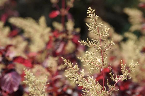 Herbst'ın bloodleaf veya Iresine herbstii, tavuk taşlık