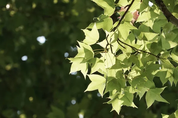 Chinese sweet gum or Liquidambar formosana