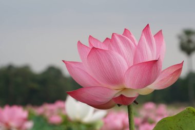 Nelumbo nucifera also known as Indian lotus, sacred lotus, bean of India, Egyptian beanor or lily clipart