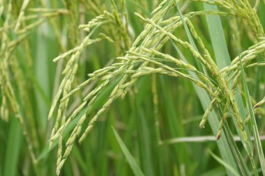 Pirinç Fabrikası veya Oryza sativa
