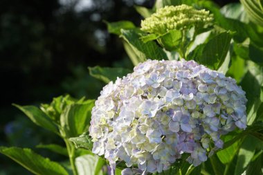 Hydrangea macrophylla veya ortak Hidangea