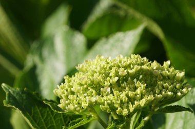 Hydrangea macrophylla veya ortak Hidangea