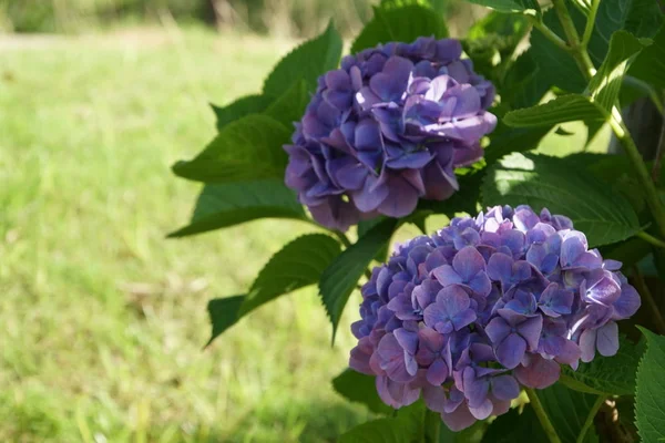 Hydrangea Macrophylla Veya Ortak Hidangea — Stok fotoğraf