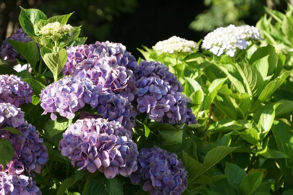 Hydrangea Macrophylla Veya Ortak Hidangea — Stok fotoğraf