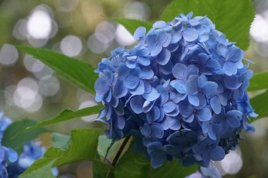 Hydrangea macrophylla veya ortak Hidangea