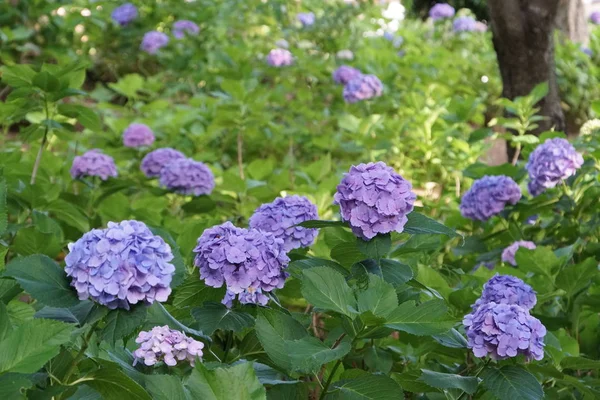 Hydrangea Macrophylla Common Hydrangea — Stock Photo, Image