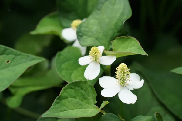 变色龙植物或鱼尾草 鱼薄荷 彩虹植物 中国蜥蜴尾巴 主教杂草 — 图库照片