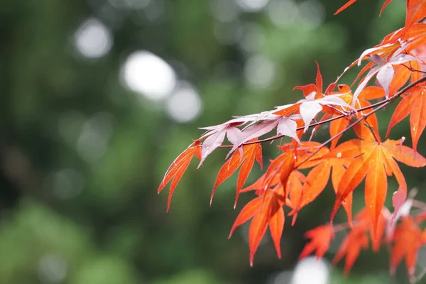 Arce Rojo Japonés Acer Palmatum Atropurpureum — Foto de Stock